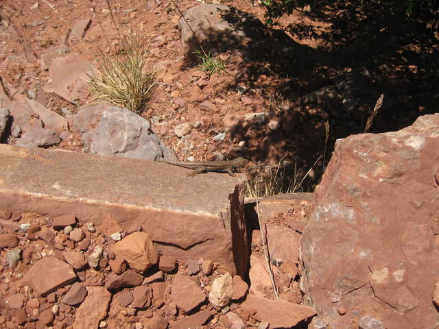 IMG 2527