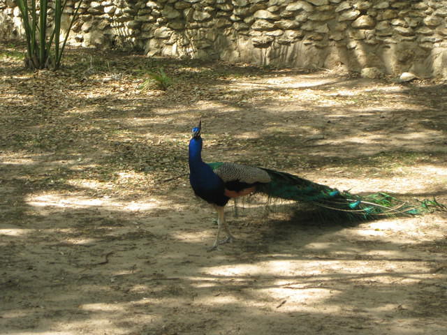 IMG 2688