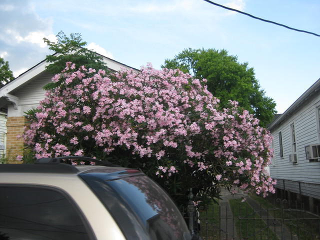 IMG 2776