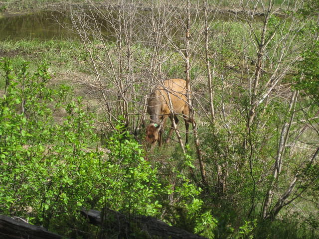 IMG 3003