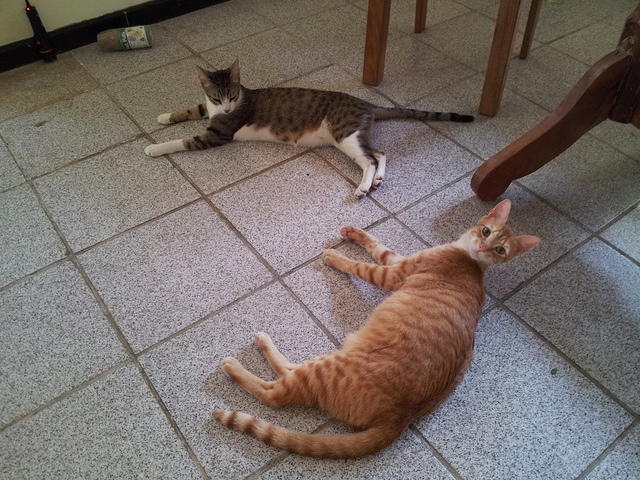 JB's kitties