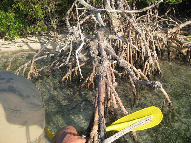 Kayaking