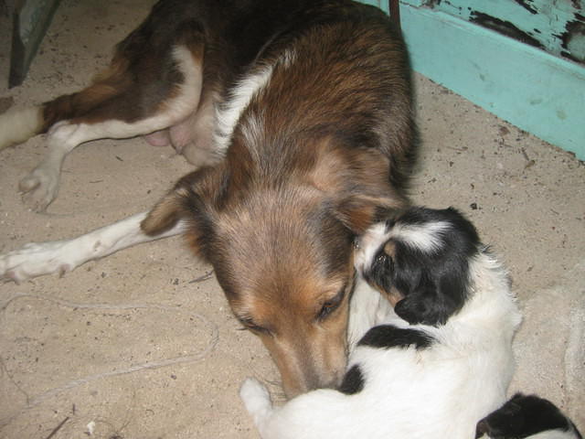 puppies