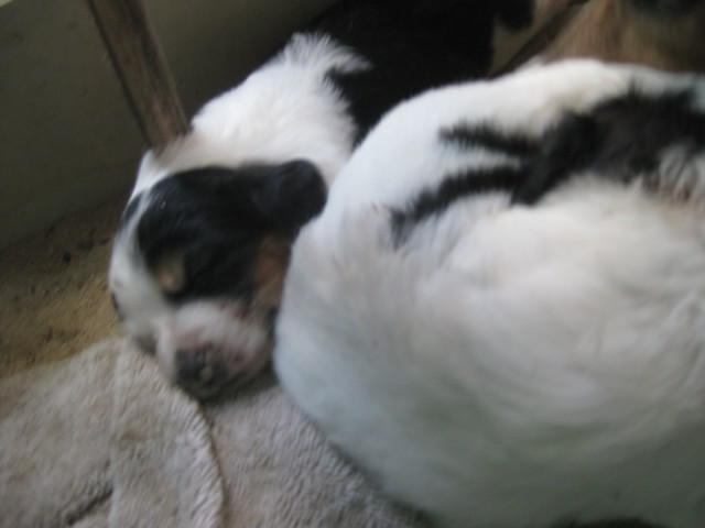 puppies