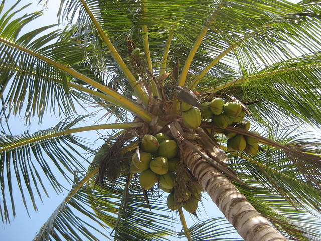 coconuts