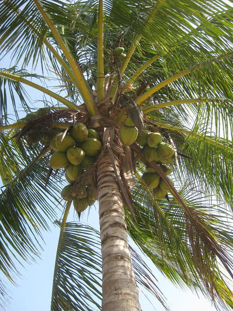 coconuts