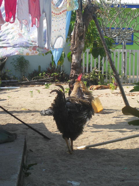 rooster