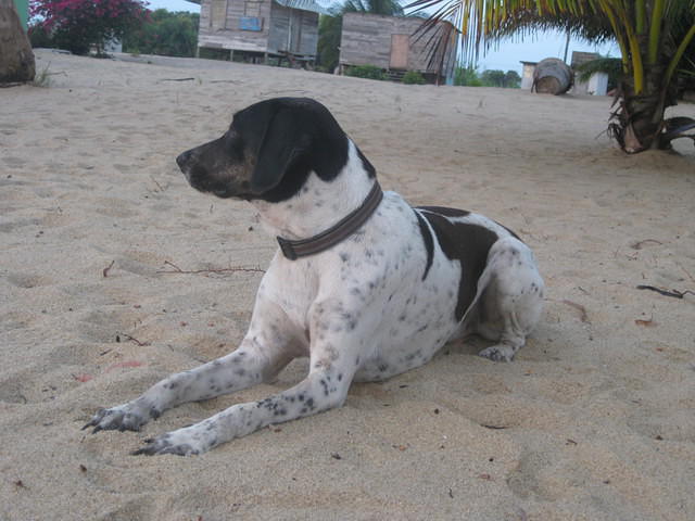 Sunrise dog