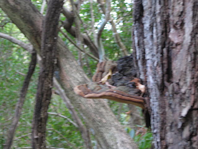 IMG 1729