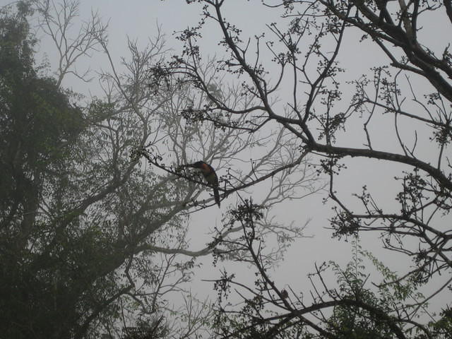 toucan