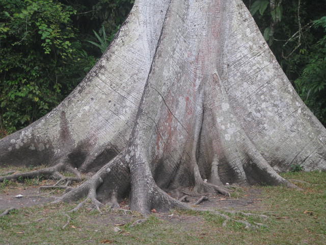 Ceiba tree