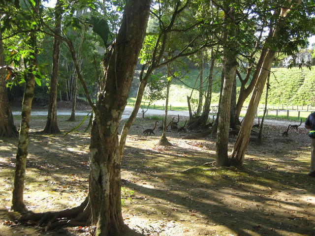Tikal