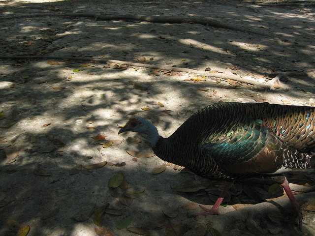 turkey