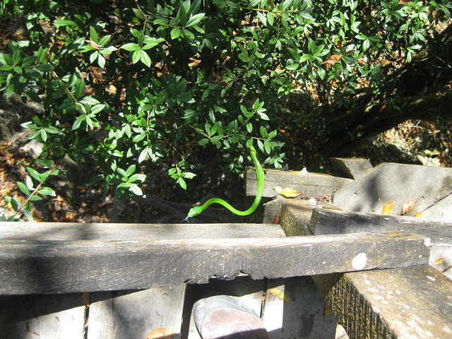 snake