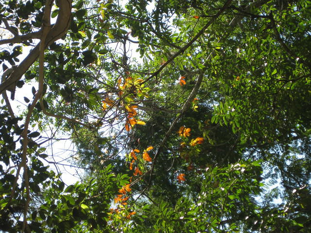 Tikal