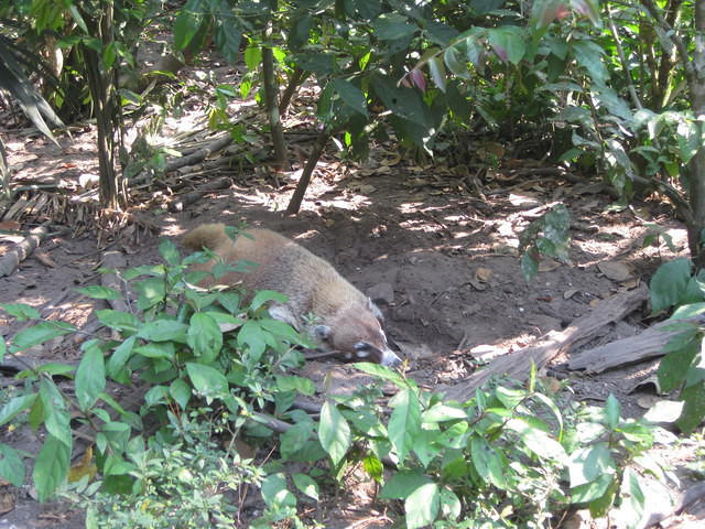 Belize Zoo