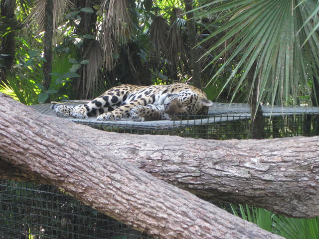 Belize Zoo