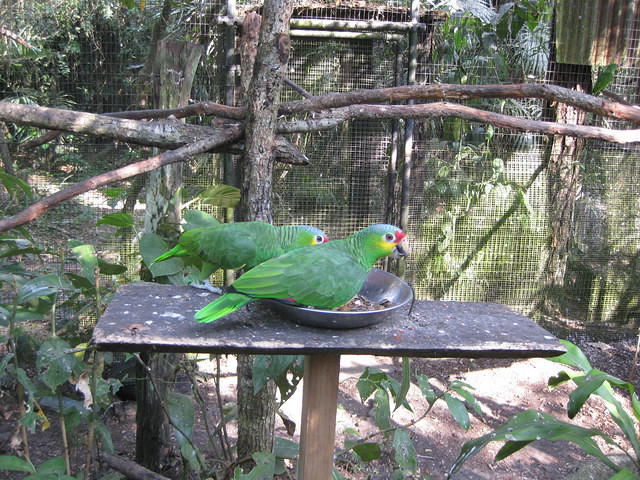 Belize Zoo