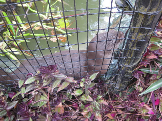 Belize Zoo