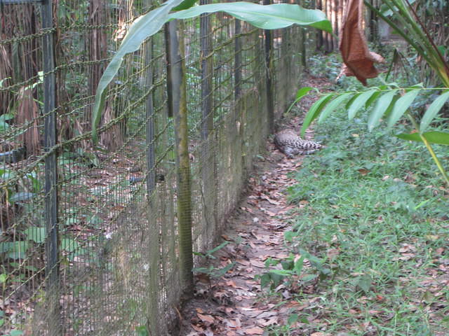 Belize Zoo