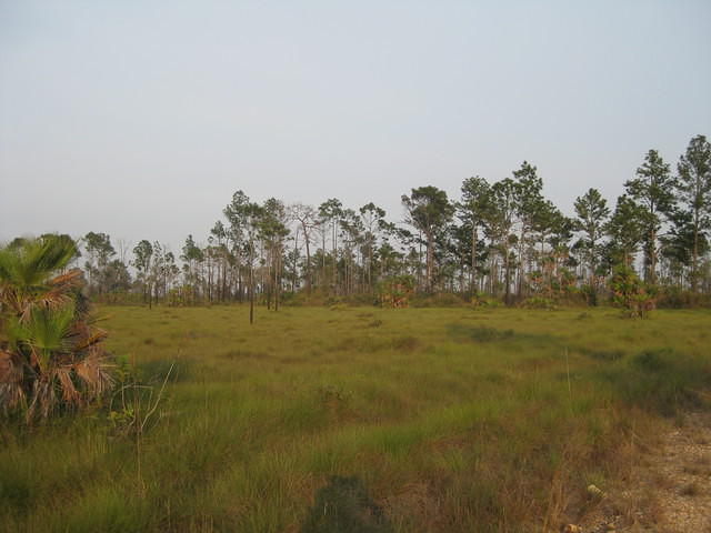 Savanna