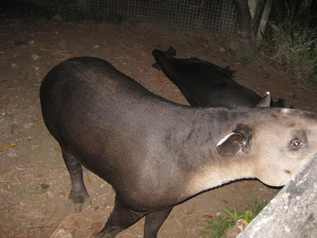 Night tour at the zoo