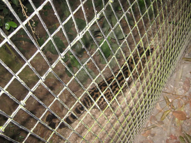 Night tour at the zoo
