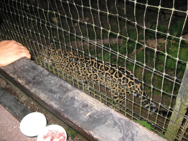 Night tour at the zoo