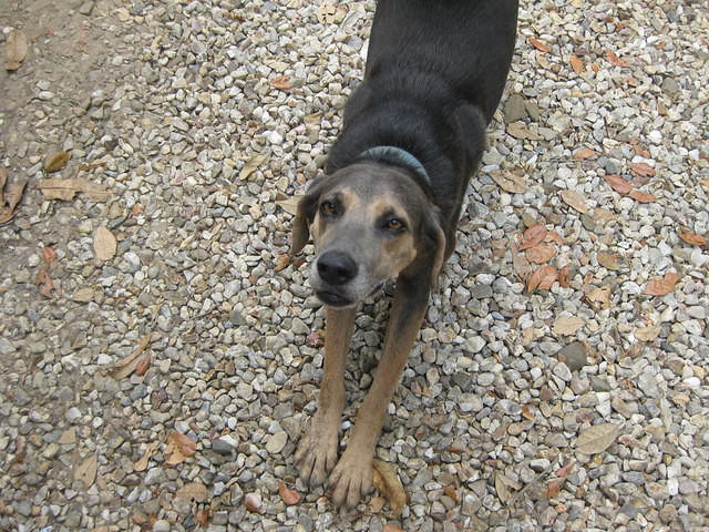 Another dog friend