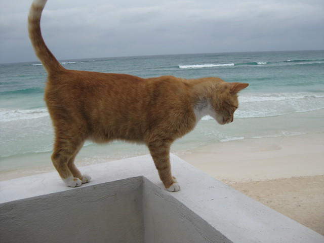 Adventure cat