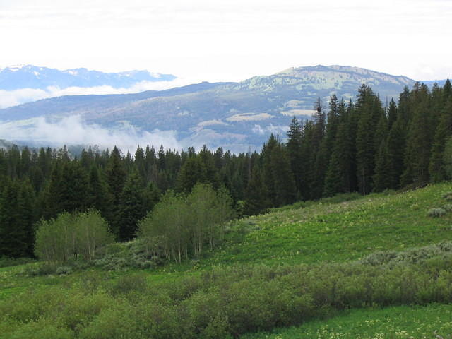STF_1595