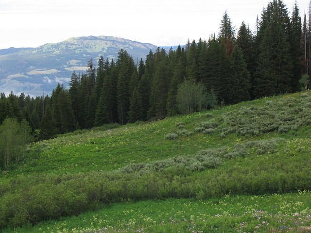 STG_1596
