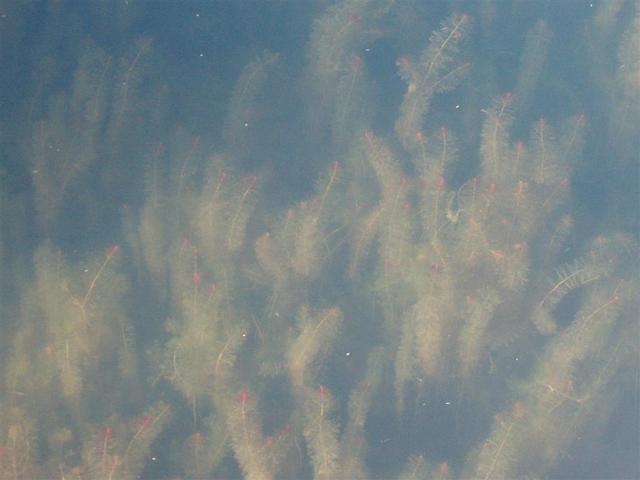 P6200020_Large