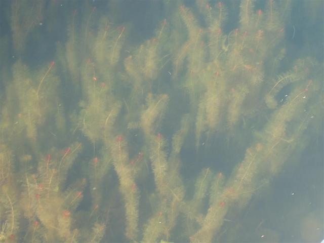 P6200021_Large