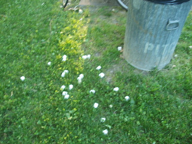marshmallow masacre