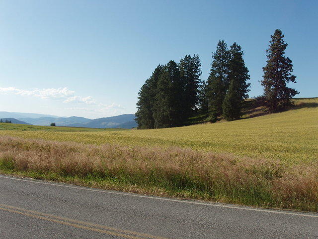 Western Washington