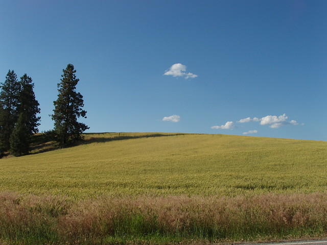 more fields