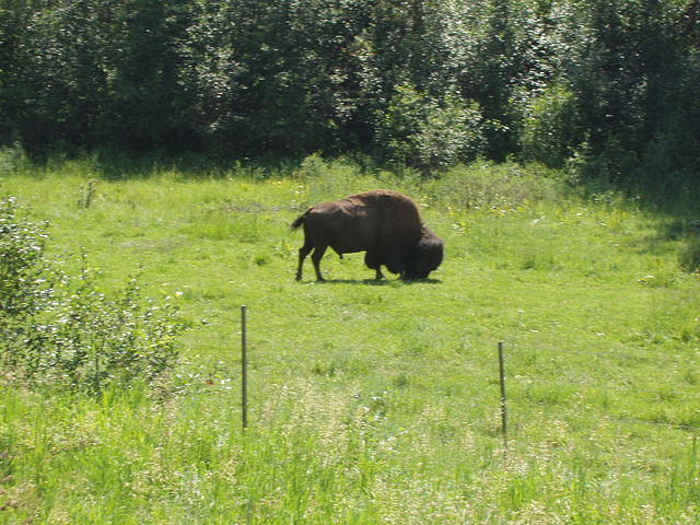 buffalo