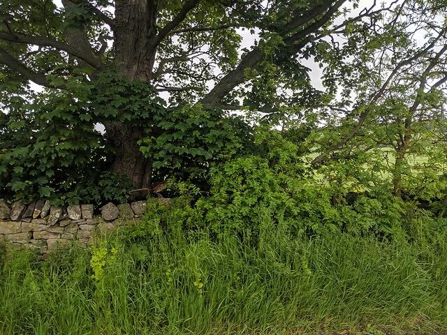 IMG 20190601 152555