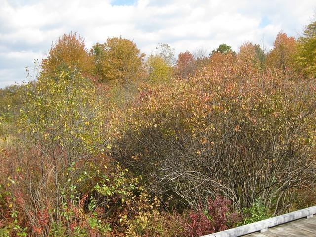 IMG_0145.JPG