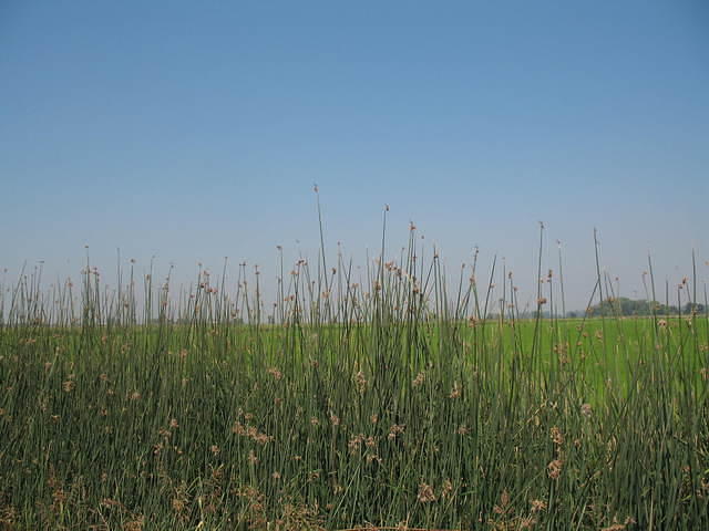 IMG_0983.JPG