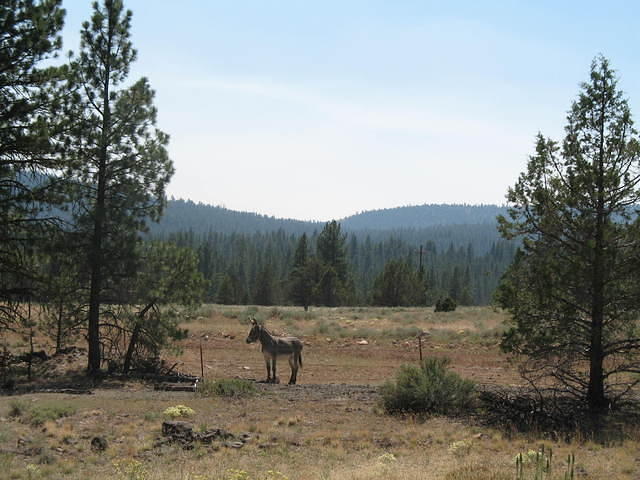 IMG_1272.JPG