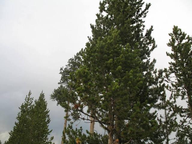 img_1949.jpg