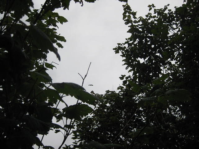 IMG_0630