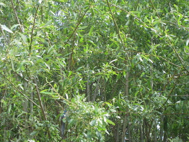 IMG 0851