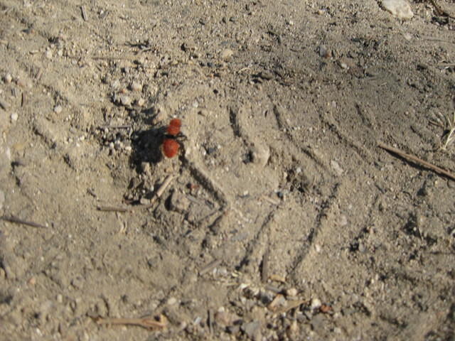 IMG 0918
