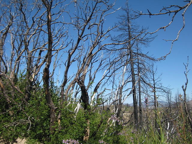 IMG 0920
