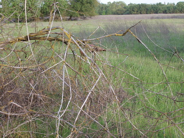 P4210044.JPG