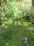 IMG 2868