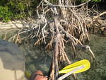 Kayaking